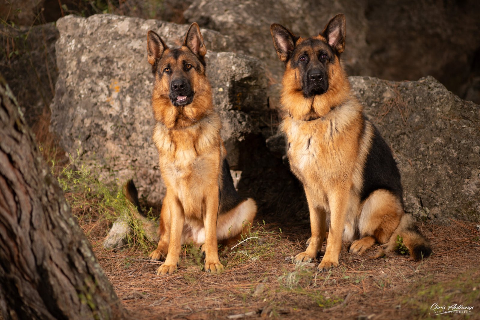 Photographie réelle de chien réalisée au gîte
